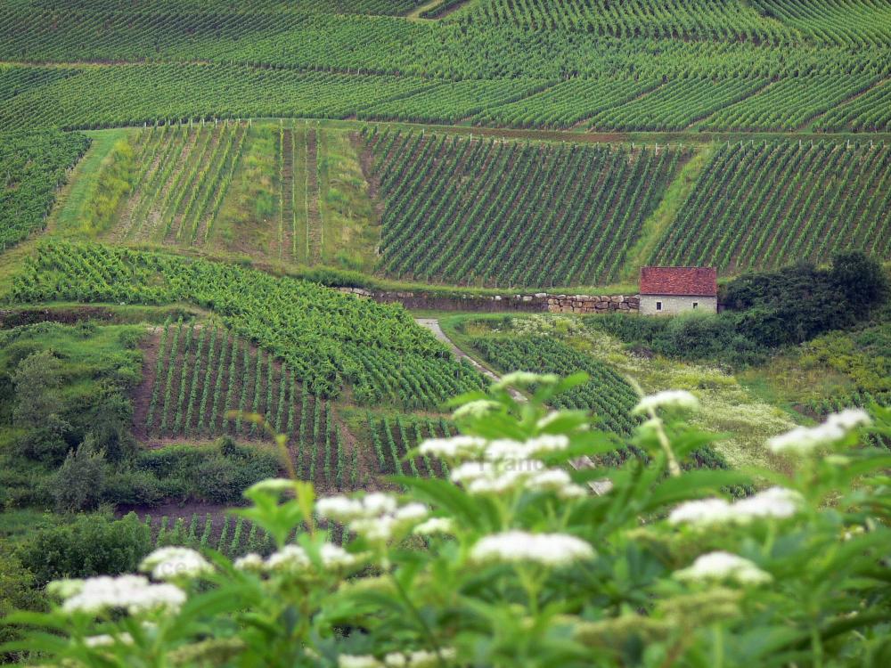 Guide du Jura - Paysages jurassiens - Fleurs sauvages en premier plan, champs de vignes (vignoble jurassien) et cabane