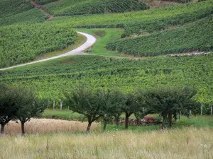 Jura Weinberge - Bäume, Feld und Strasse gesäumt von Reben