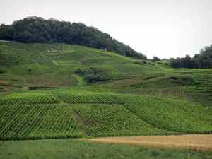 Jura Weinberge - Weinberge und Bäume