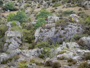 Kalk-Hochebene des Larzac - Larzac-Hochebene, im Regionalen Naturpark der Grands Causses: Felsen und Bodenbewuchs