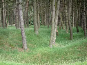 Kanadisches Denkmal von Vimy - Schlachtfeld