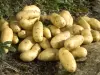 Kartoffelsorte Ratte du Touquet - Führer Gastronomie, Urlaub & Wochenende im Pas-de-Calais