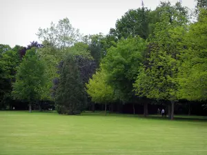 Kasteel van Cheverny - Bomen en gras van het park