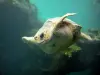 Kelonia, observatório de tartarugas marinhas - Tartaruga Marinha no grande lago