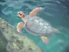 Kelonia, observatório de tartarugas marinhas - Tartaruga Marinha