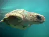 Kélonia, Observatorium der Meeresschildkröten - Meeresschildkröte des Zentrums Kélonia
