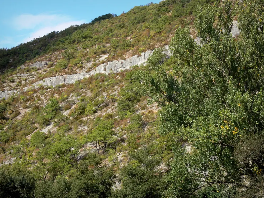 De kloof van de Aveyron - Kloof van de Aveyron: Hill beplant met bomen en vegetatie