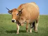 Kühe - Kuh Aubrac in einer Wiese