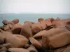 Kust van roze graniet - The Rocks Ploumanac'h roze granieten rotsen en de zee (het Kanaal)