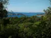 Küstengebiet der Côte d'Azur - Bäume (Wald), Mittelmeer und wilde Küsten