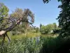 L'Isle-亚当 - 芦苇和树木环绕的池塘