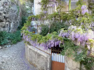 Labeaume - House with wisteria in bloom