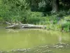 Lac de Bairon - Tronc d'arbre et fleurs sauvages au bord de l'eau