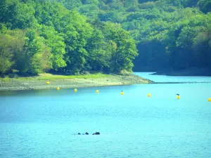 Lac du Crescent - Parc Naturel Régional du Morvan : arbres au bord de l'étendue d'eau