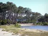 Lac de Lacanau - Rive plantée de pins