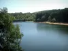 Lac de la Raviège - Arbre en premier plan, lac, rive et forêt (Parc Naturel Régional du Haut-Languedoc)