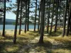 Lac de Saint-Ferréol - Pins (arbres), cabane en bois et bassin