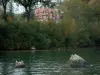 Lago Lemano - Lake, gabbiani sulle rocce ed è circondata da alberi