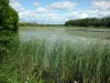 Lake Bairon - Vista da reserva natural do antigo lago, juncos em primeiro plano