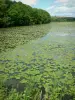 Lake Bairon - Reserva natural: nenúfares no antigo lago e árvores à beira da água