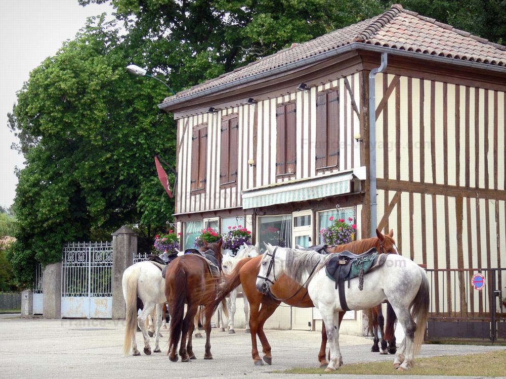 Guide des Landes - Lévignacq - Chevaux en randonnée faisant une halte devant une maison à pans de bois du village de Lévignacq