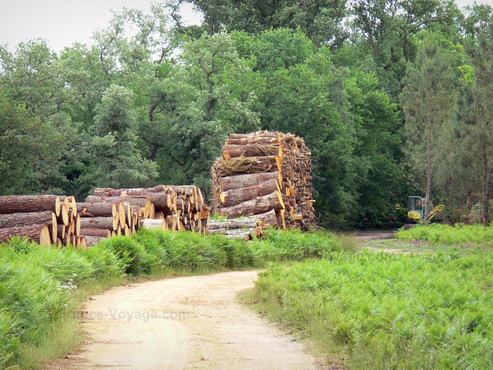Landes de Gascogne地区自然公园 - 道路,堆森林的森林和树