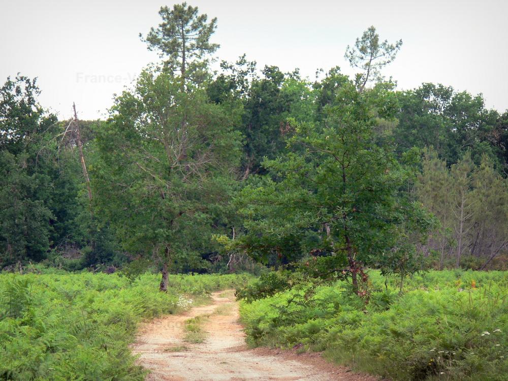 Landes de Gascogne地区自然公园 - 路径排列着森林的植被和树木