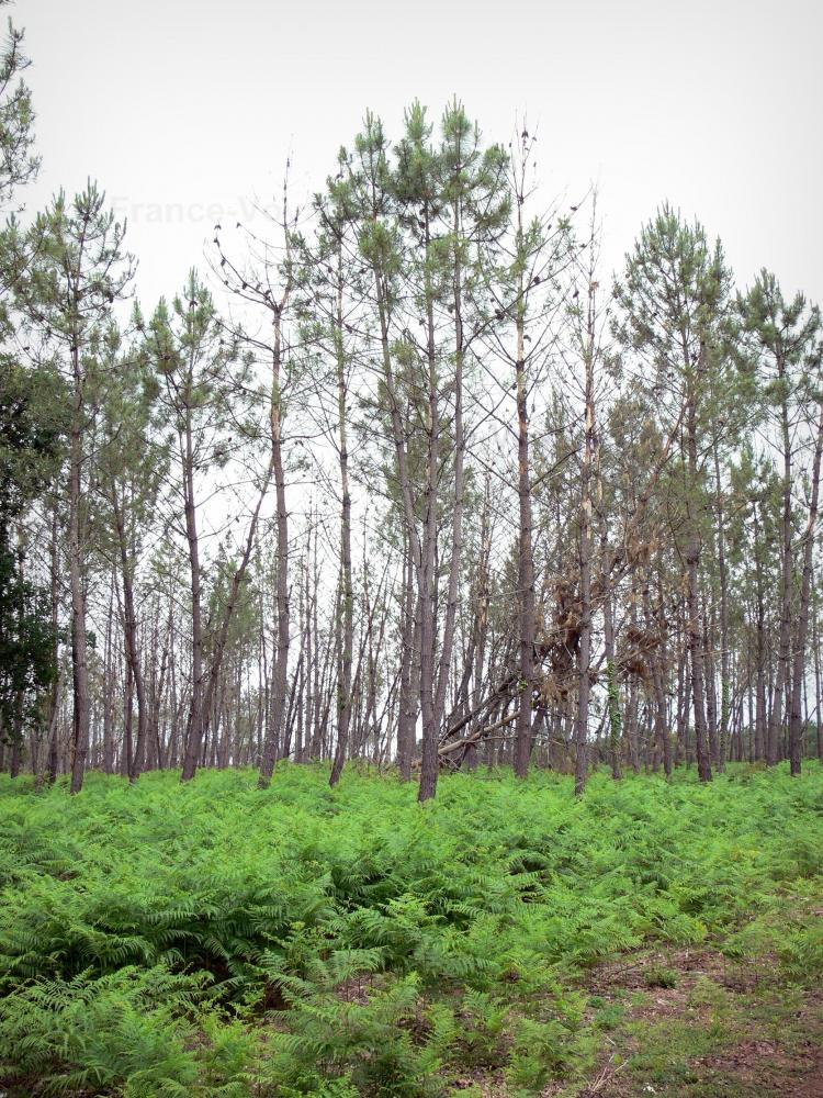 Landes de Gascogne地区自然公园 - 松树和蕨类植物