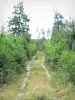 Landes de Gascogne地区自然公园 - 绿树成荫的小道