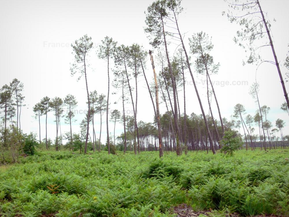Landes de Gascogne地区自然公园 - 松树和蕨类植物