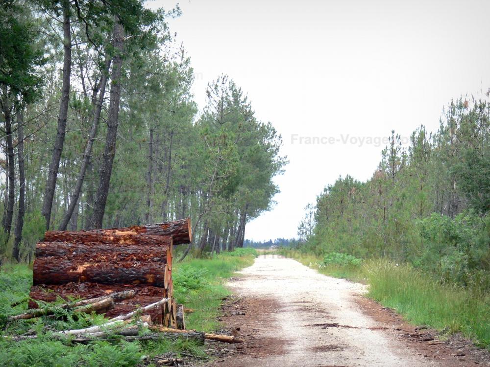 Landes de Gascogne地区自然公园 - 堆沿道路的木头标示用杉木