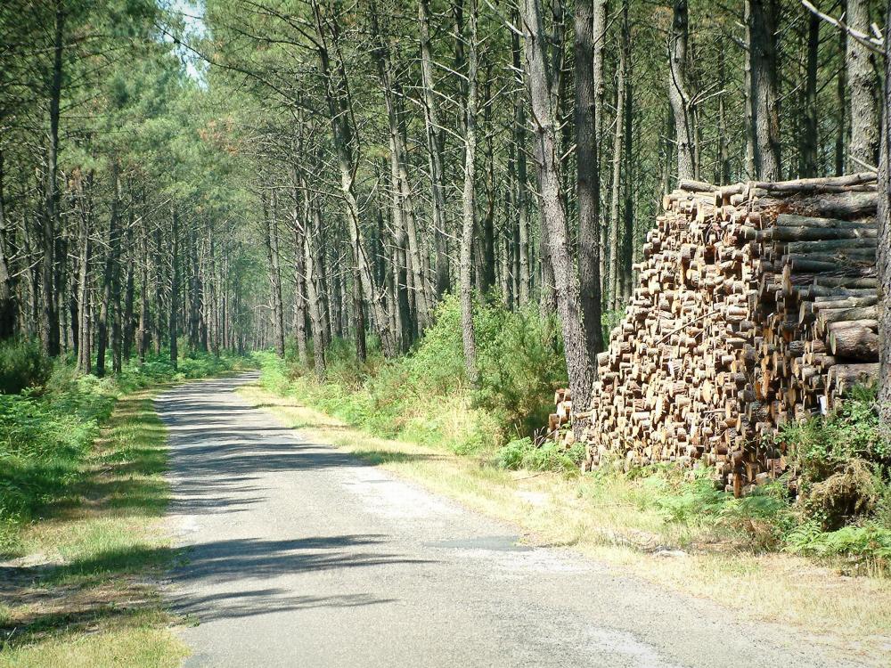 Landes de Gascogne地区自然公园 - 穿过杉木森林的小路