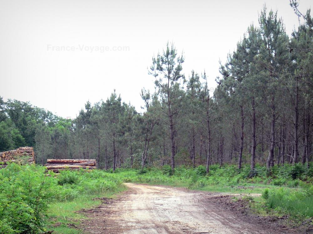 Landes de Gascogne地区自然公园 - 道路,堆森林和杉木森林
