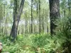 Landes de Gascogne地区自然公园 - 松树林的灌木丛
