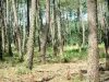 Landes de Gascogne地区自然公园 - 松林