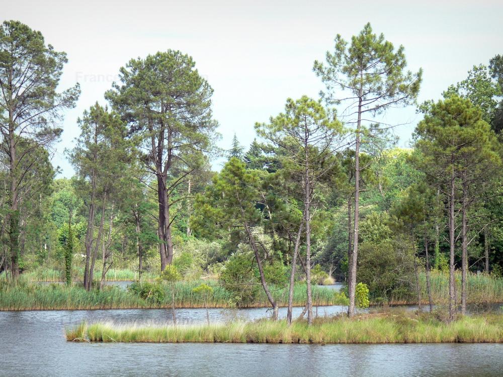 Landes de Gascogne地区自然公园 - Hostens的部门区域:松树林,芦苇和湖泊自然区
