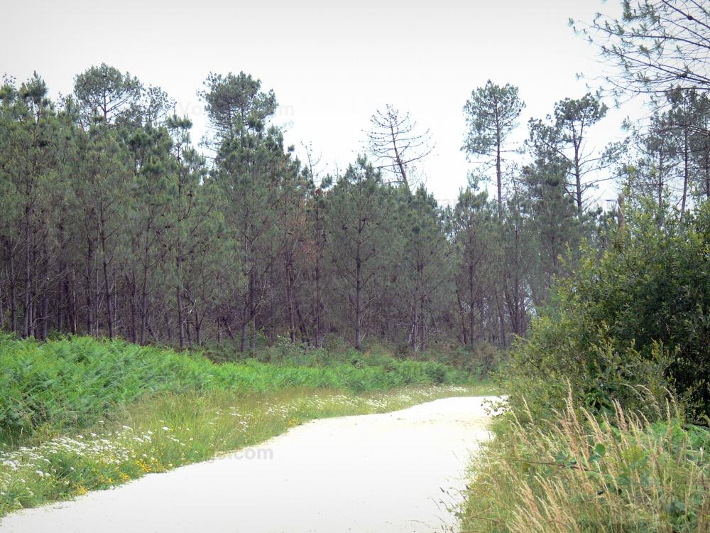 Landes de Gascogne地区自然公园 - 穿过兰德斯森林的道路