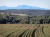 Landscapes of Ariège - Fields, trees and hills