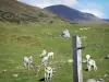 Landscapes of Ariège - Cows in mountain pastures; in the Ariège Pyrenees Regional Nature Park