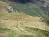 Landscapes of Ariège - View of a herd of cows in mountain pastures from the Col de la Core pass; in the Ariège Pyrenees Regional Nature Park