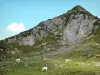 Landscapes of Ariège - Pyrenean mountain and cows in mountain pastures; in the Ariège Pyrenees Regional Nature Park