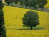 Landscapes of Burgundy - Tree in a field of sunflowers