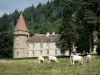 Landscapes of Burgundy - Bazoches castle (former residence of Marshal Vauban), greenery, and Charolais cows in a meadow; in the Morvan Regional Nature Park