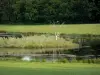 Landscapes of Burgundy - Pond surrounded by greenery