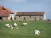 Landscapes of Burgundy - Charolais cows in a pasture close to a farm