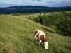 Landscapes of the Doubs - Montbéliardes cows in a meadow