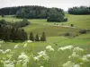 Landscapes of the Doubs - Wild flowers in foreground, prairies and trees