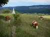 Landscapes of the Doubs - Montbéliardes cows in a prairie, hills in background