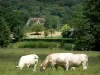 Landscapes of the Eure - Cows in a meadow