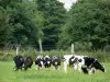 Landscapes of the Eure - Cows in a meadow, trees in the background